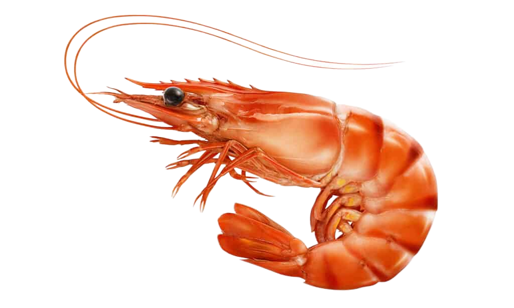 Polpetta